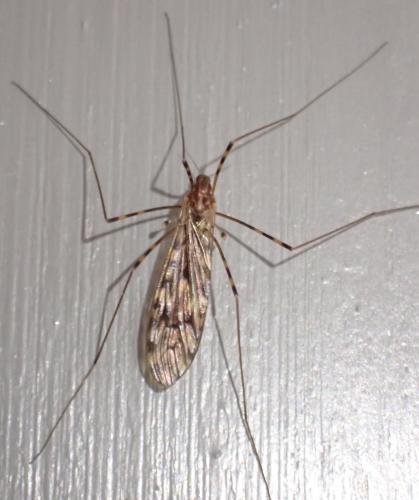 Réf. 317 992 : Limonia nubeculosa